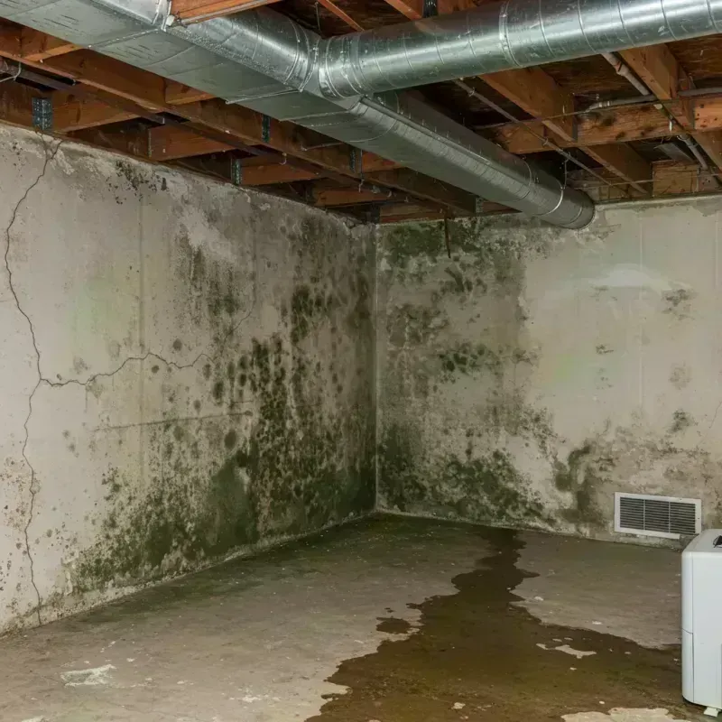 Professional Mold Removal in Waterman, IL